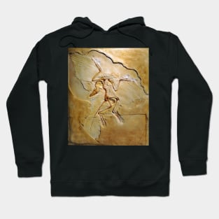 Archaeopteryx fossil, Berlin specimen (C010/2628) Hoodie